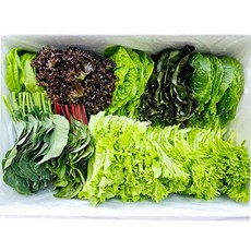 무농약 GAP 수경재배 모듬 쌈채소 샐러드 9종내외 500g 1kg(당일수확), 모듬 쌈채소 500g, 1개