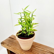 대은룡