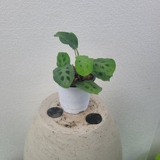 마란타