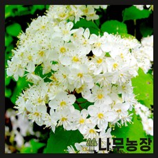 (나무농장) (평일당일발송) 말발도리 키 1m 분