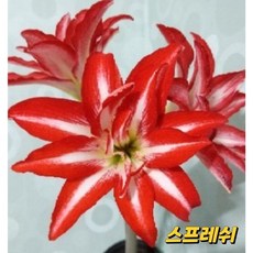 아마릴리스 구근(스플래쉬), 1개