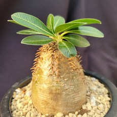 괴근식물