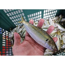 당일조업 국내산 남해 활전어 1kg / 산지직송 / 제철, 1개