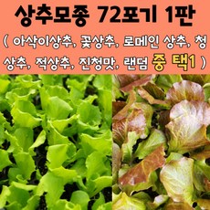 모두다팜 상추모종 72개 1판 청상추 아삭이상추 꽃상추 로메인상추 적상추 모종 진청맛상추 담배상추, 랜덤 3종류 72개 1판, 1개