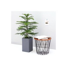 아라우카리아대형