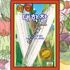 대학찰옥수수씨앗 70립 24년신제품, 30. 키작은찰수수, 1개