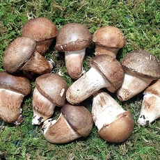 싱싱한 참송이버섯 500g 1kg 가정용 송화버섯 무농약 당일수확