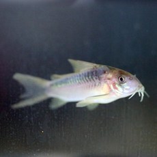 5805e658556e66bee3b2da7f577bfc8c00d8abe39df49aeb5e78e687f778.jpg