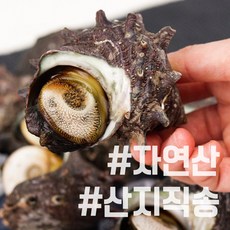 해녀들이 직접 딴 자연산 완도 뿔소라 콜드포장 산지직송, 3kg(30개내외)자연산