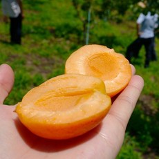 매해완판신화 살구 쫀득달달 고당도 초한정수량