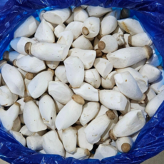 도담농산 미니새송이버섯 2kg 당일수확 당일발송, 5개, 새송이버섯2kg(미니)