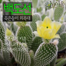 [허브여울선인장] 백도선 묵은둥이 외목대 (토끼선인장) 지름 9cm 소품다육화분, 3개