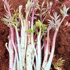 당일수확 강원도 고냉지 땅두릅 300g 500g 400g 1kg 2kg 산지직송, 1개