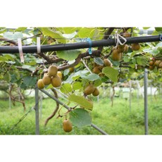 달콤 새콤 부드러운 국내산 키위 청정 제주 여래마을 레드 키위, 1개, 특대과 2kg(20-25과 내외)