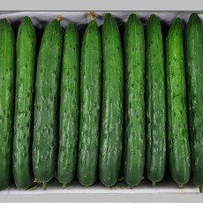 특품 취정오이 청오이 국내산 오이, 1개, 2kg(6~9개내외)