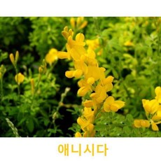 애니시다