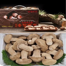 송화 송향버섯 송고버섯 식당용(알뜰형)1kg, 1개