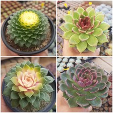 행잉식물 TOP01