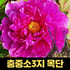 충중소 목단 꽃 나무 묘목 뿌리묘, 1개