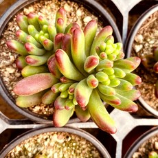 c9aecedaa3adf89bcf3a4464c8ae2862ddb3fd6931ebf563bbb38ecba7b9.jpg