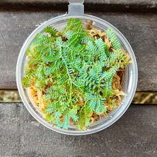 셀레지넬라 운시나타 컵(8x3.5cm)/테라리움 식물비바리움팔루다리움 만들기 DIY 재료, 1개