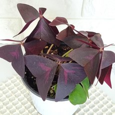 사랑초키우기
