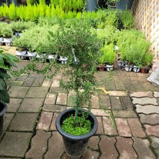 클리핑로즈마리