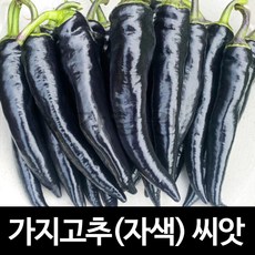 고추씨검은색