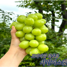 <프리미엄>샤인머스켓 망고포도 고품질 백화점납품용 최상급, 2kg, 1개