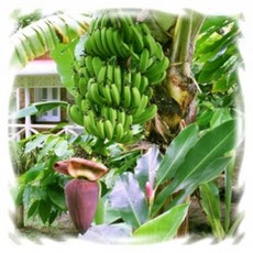 [꽃모종]바나나 : 10cm분, 파초(2년생), 1개