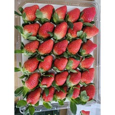[당일수확] 논산 설향딸기 비타베리 고당도 제철 딸기, 1개, 설향딸기 특(21~30g) 800g