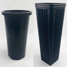 아보카도5.6
