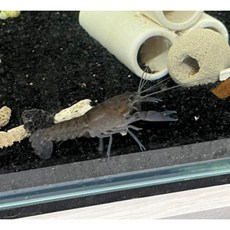 블루가재
