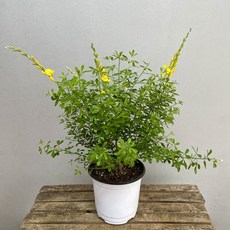 70acc6dc6b32c32d1b101ea4e56c27431ac4bb5933f1edb57252f5cf98e5.jpg