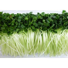 믿을수 있는 우리 농산물 청무순 60g내외 이강산닷컴, 1개