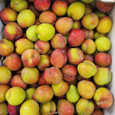 김천 대석자두 왕자두 대석 자두 중과 중대과 1키로 2키로