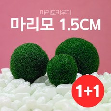 꽃이피는마을 마리모 단품 중형 (1.5cm) 1+1