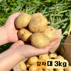 만근농장 25년 국내산 포슬포슬 햇감자, 1개, 3kg(대)