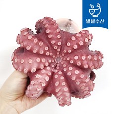 모리타니아문어