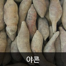 약수농장 국내산 야콘 생야콘 5kg 10k