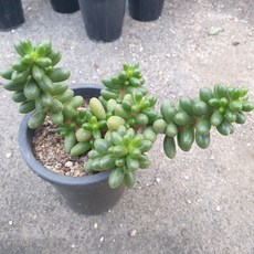 귀테리어
