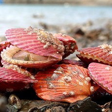 통영자연산홍합