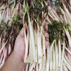 강원도 겨울 땅두릅 500g, 겨울 햇 땅두릅 500g, 1개, 강원 땅두릅 500g