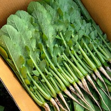 열무-추천-상품