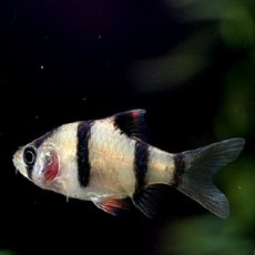 aa17aa3066a7de7a8aa55287caf58f1ca849eb084a7648c8faac872f4a37.jpg