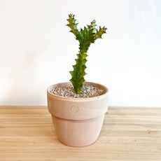 청하각