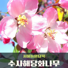 서울농원묘목/수사해당화나무 R2점분묘 개화주 핑크빛나무 서부해당화 할리아나꽃사과, 1개, 핑크