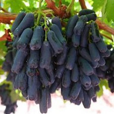 블랙사파이어묘목