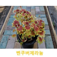 벤쿠버제라늄 모종 4개