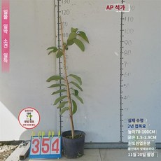 석가묘 두리안 석가판여지 붓다불두과 접목묘 베란다정원 분재지에 묘목 심기, AP 석가 98원 354호 2년물도, 15cm 이하